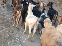 Ged, Damask goat — foto 5