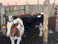 گاو ماده, Simmental cattle — عکس 1
