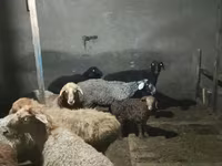 Pecora, Pecore — foto 3