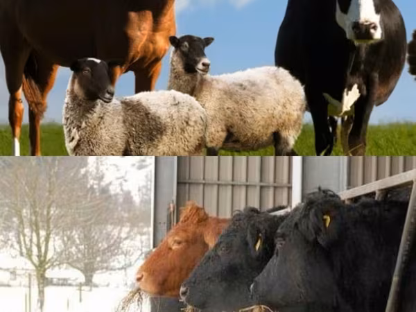 Tyre, Russian Black pied cattle