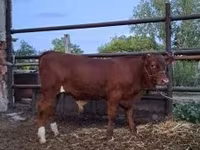 Stier, Limousin koe — foto 1