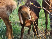 Får, Rhon sheep — foto 3