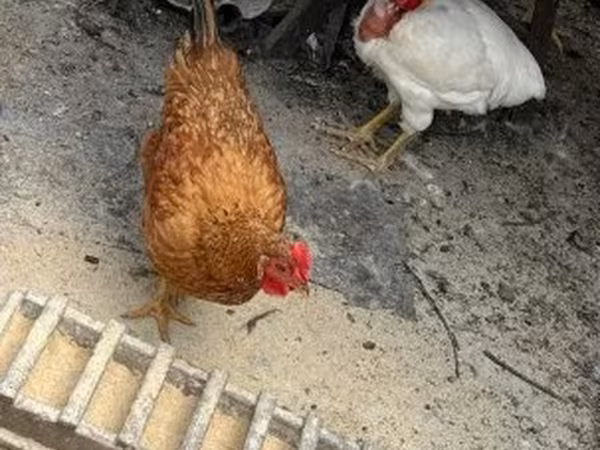 Chickens