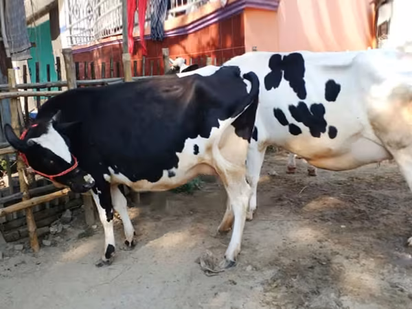 Cow, Holstein breed — Bangladesh
