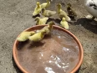 Ducks — foto 4