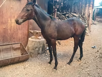 Cavallo, French Trotter — foto 5