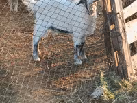 تيس, Nubian Goat — الصورة 2