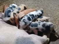 मादा सूअर, सूअर — फ़ोटो 3