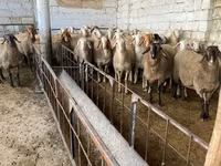 Pecora, Awassi sheep — foto 2
