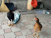 Chickens — foto 8