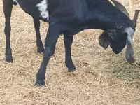 Billy Goat, Goats — photo 2