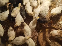 Turkeys — zdjęcie 3