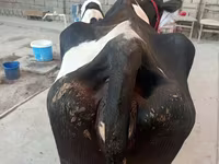 گاو ماده, Russian Black pied cattle — عکس 3