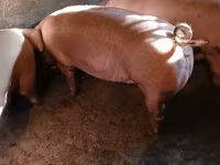Scrofa, Maiali — foto 1