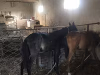 Horse (M), Horses — photo 4