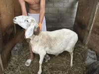 Ovca, Hissar sheep — fotografija 2