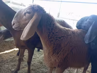Widder, Arashan sheep — Foto 1