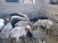母羊, Sheep — 照片 3