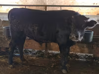 Tyre, Swiss cattle — foto 5