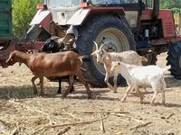 بز ماده, Nubian Goat — عکس 1