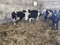 گاو نر, Russian Black pied cattle — عکس 5