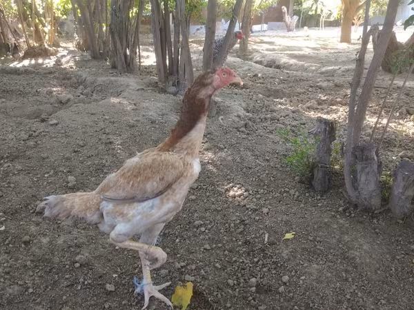 Chickens
