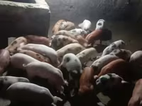 公猪, Pigs — 照片 2