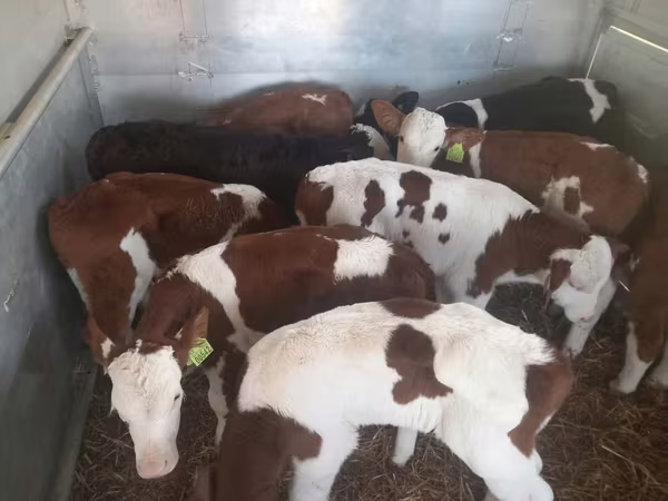 Buğa, Simmental cattle
