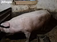 Scrofa, Крупная белая — foto 1