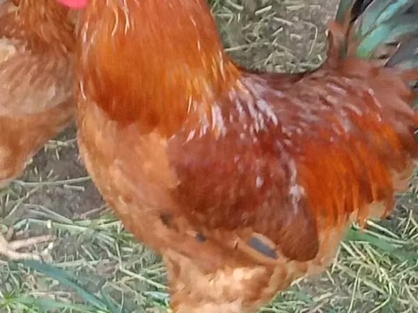 Chickens — Armenia