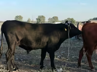 Bou, Swiss cattle — foto 3