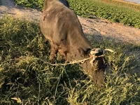 Kuh, Aberdeen-Angus — Foto 1