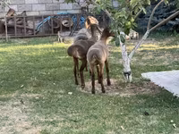 แกะตัวเมีย, Hissar sheep — รูปภาพ 7