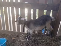 ፍየል, Goats — ፎቶ 1