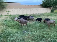 قوچ, گوسفند — عکس 5