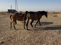 مادیان, Thoroughbred horse — عکس 3
