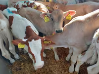 سانڈ, Simmental cattle — تصویر 2