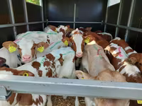 Býk, Simmental cattle — foto 3