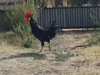 Chickens — foto 3