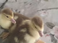 Ducks — Foto 4