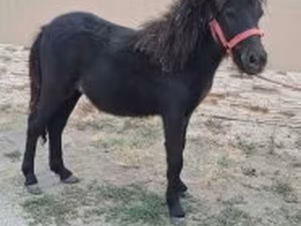 حصان, Shetland Pony