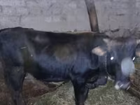 ላም, Wild yak — ፎቶ 1