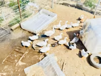 Ducks — عکس 2