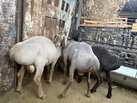 Beran, Arashan sheep — foto 2