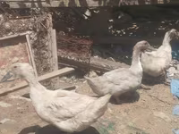 Geese — foto 1