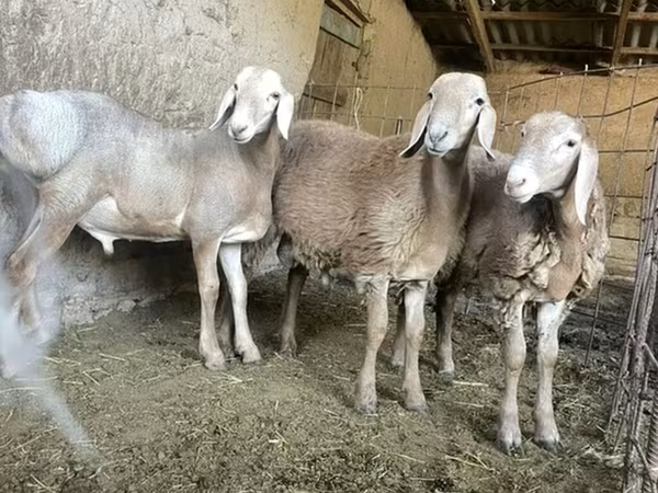 Carnero, Ovejas