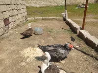 domácí kachna pižmová — foto 3