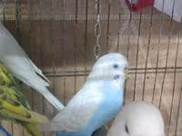 Hazir cut korella qefes qarisiq yuvasi altinda yumurtasi — รูปภาพ 2