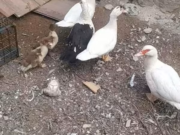 домашна мускусна патица