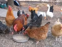 Chickens — รูปภาพ 7
